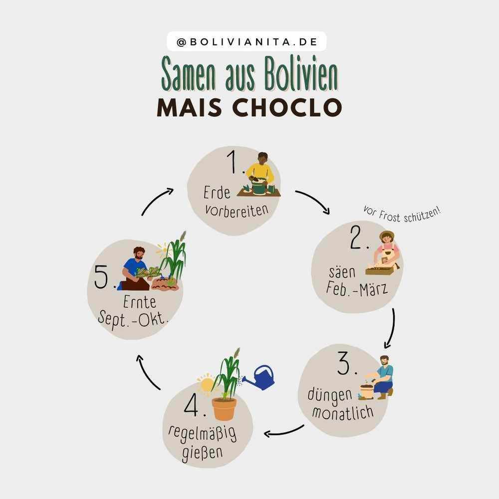 Anleitung zum Pflanzen von Choclo