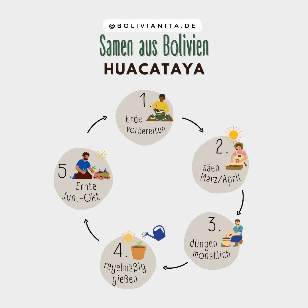 Anleitung zum Pflanzen von Huacataya