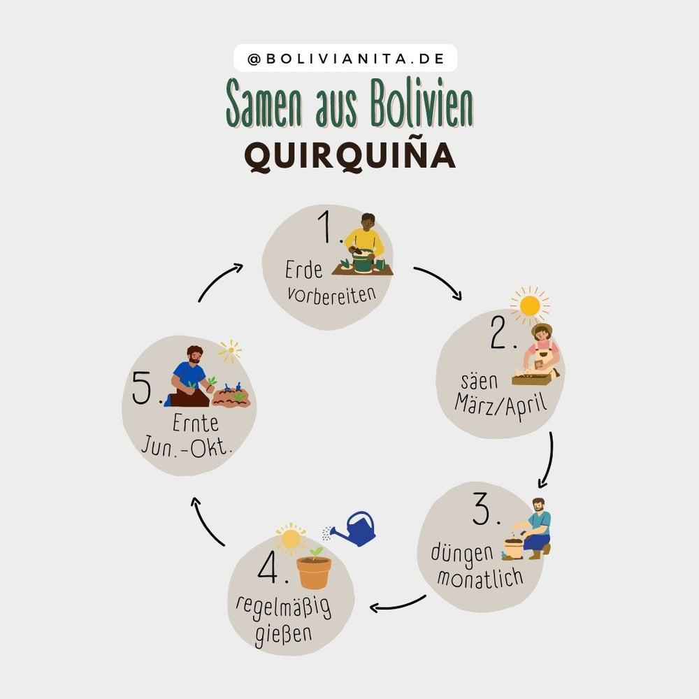 Anleitung zum Pflanzen von Quirquiña