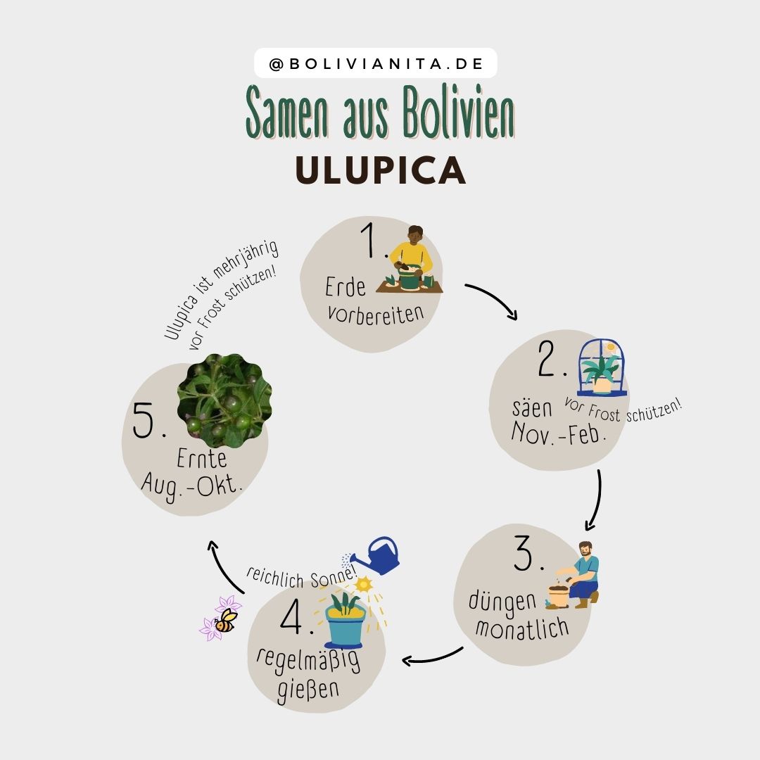Anleitung zum Pflanzen von Ulupica